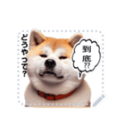 The high profile daily life of Akita Inu（個別スタンプ：11）