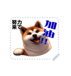 The high profile daily life of Akita Inu（個別スタンプ：22）