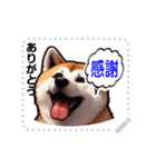 The high profile daily life of Akita Inu（個別スタンプ：23）