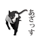 ホワイトカラー黒猫☆あいさつスタンプ（個別スタンプ：17）