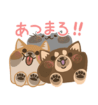 春と日常の黒柴犬（個別スタンプ：15）