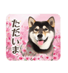 ❤水彩❤柴犬とお花の美しい写真スタンプ（個別スタンプ：11）