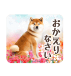 ❤水彩❤柴犬とお花の美しい写真スタンプ（個別スタンプ：12）