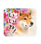 ❤水彩❤柴犬とお花の美しい写真スタンプ（個別スタンプ：13）
