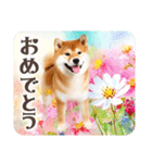 ❤水彩❤柴犬とお花の美しい写真スタンプ（個別スタンプ：18）