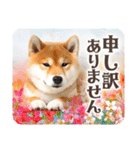 ❤水彩❤柴犬とお花の美しい写真スタンプ（個別スタンプ：25）