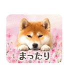 ❤水彩❤柴犬とお花の美しい写真スタンプ（個別スタンプ：31）