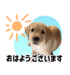よつばくんのスタンプ（個別スタンプ：1）
