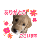 よつばくんのスタンプ（個別スタンプ：3）