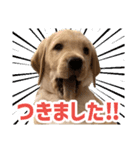 よつばくんのスタンプ（個別スタンプ：5）