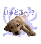 よつばくんのスタンプ（個別スタンプ：6）