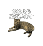 ねこのすたんぷ〜（個別スタンプ：1）