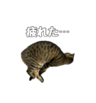 ねこのすたんぷ〜（個別スタンプ：2）