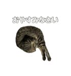 ねこのすたんぷ〜（個別スタンプ：3）
