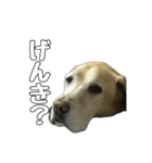 ねこのすたんぷ〜（個別スタンプ：4）