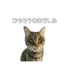 ねこのすたんぷ〜（個別スタンプ：5）