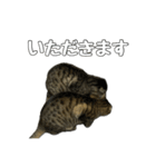 ねこのすたんぷ〜（個別スタンプ：6）