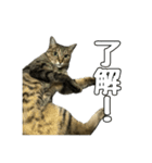 ねこのすたんぷ〜（個別スタンプ：7）