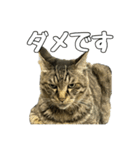 ねこのすたんぷ〜（個別スタンプ：8）