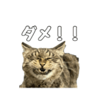 ねこのすたんぷ〜（個別スタンプ：9）