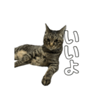 ねこのすたんぷ〜（個別スタンプ：10）