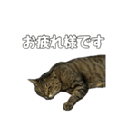 ねこのすたんぷ〜（個別スタンプ：11）