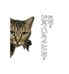 ねこのすたんぷ〜（個別スタンプ：12）