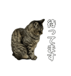 ねこのすたんぷ〜（個別スタンプ：13）
