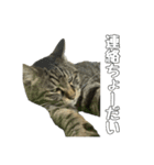 ねこのすたんぷ〜（個別スタンプ：15）