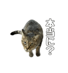 ねこのすたんぷ〜（個別スタンプ：16）