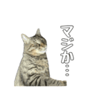 ねこのすたんぷ〜（個別スタンプ：17）