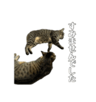 ねこのすたんぷ〜（個別スタンプ：19）
