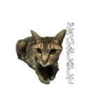 ねこのすたんぷ〜（個別スタンプ：20）