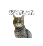 ねこのすたんぷ〜（個別スタンプ：21）