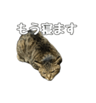 ねこのすたんぷ〜（個別スタンプ：22）