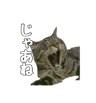 ねこのすたんぷ〜（個別スタンプ：23）
