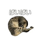ねこのすたんぷ〜（個別スタンプ：24）