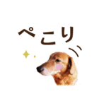 うちの ぶん太 2（個別スタンプ：3）