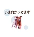 うちの ぶん太 2（個別スタンプ：5）