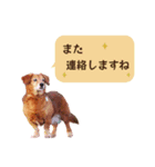 うちの ぶん太 2（個別スタンプ：7）