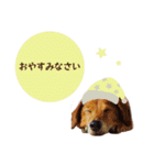 うちの ぶん太 2（個別スタンプ：8）