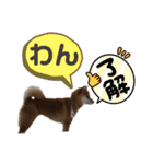 柴犬ハルver4（個別スタンプ：27）