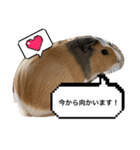 モルモット♡もるもるスタンプ（個別スタンプ：1）