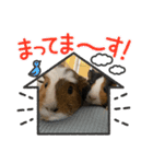 モルモット♡もるもるスタンプ（個別スタンプ：2）