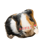 モルモット♡もるもるスタンプ（個別スタンプ：5）