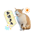 ハッピーニャンズ 日常会話 猫（個別スタンプ：1）