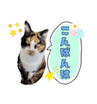 ハッピーニャンズ 日常会話 猫（個別スタンプ：3）