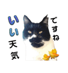 ハッピーニャンズ 日常会話 猫（個別スタンプ：5）