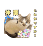 ハッピーニャンズ 日常会話 猫（個別スタンプ：6）