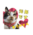 ハッピーニャンズ 日常会話 猫（個別スタンプ：7）